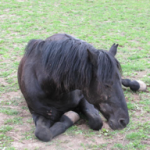 Rescued Pony Ruben