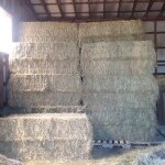 Hay - Large Amount