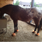 Rescued Pony Cheroot